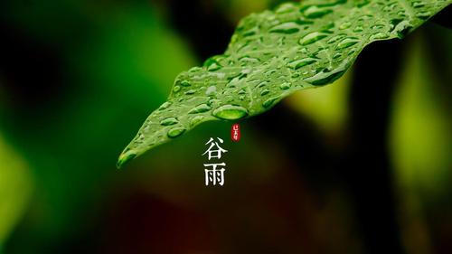 明朝知谷雨，無策禁花風(fēng)